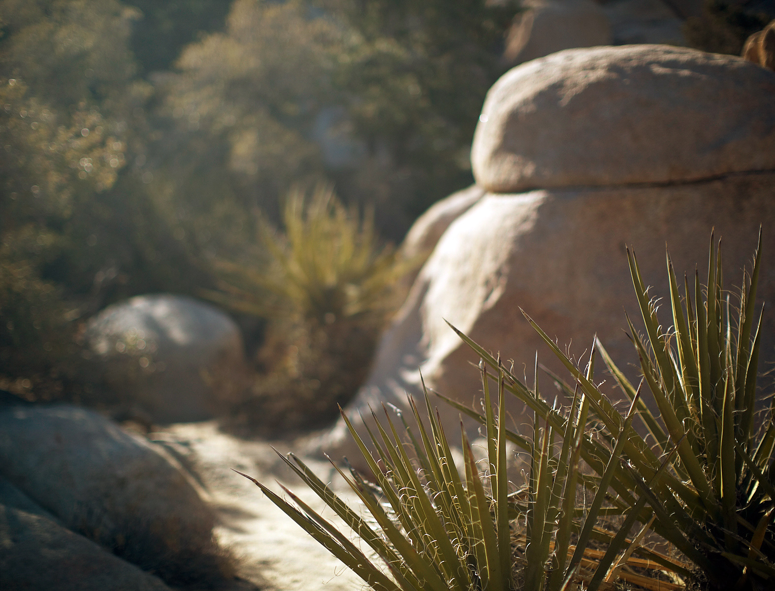 20_JoshuaTree_112